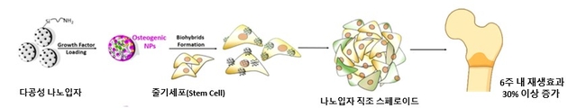 줄기세포와 다공성 실리카 나노입자를 결합한 ‘나노 바이오 하이브리드 세포’ 개념도. 화학연 제공.