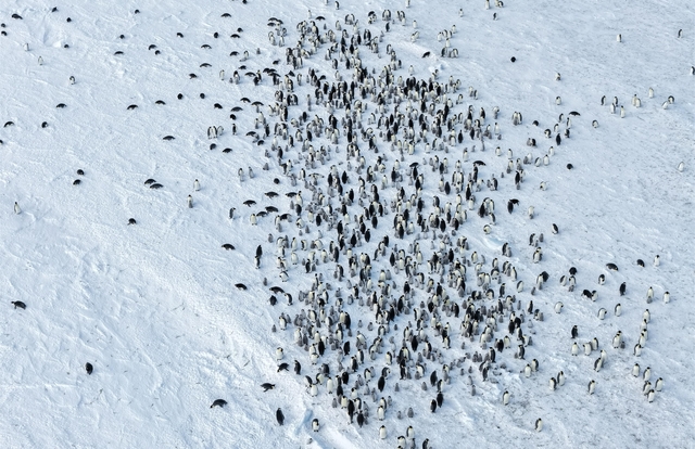 쿨먼섬 황제펭귄 번식지와 굶어 죽은 것으로 추정되는 새끼 펭귄들.극지연 제공.