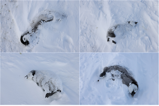 굶어 죽은 것으로 추정되는 황제펭귄 새끼들.극지연 제공.