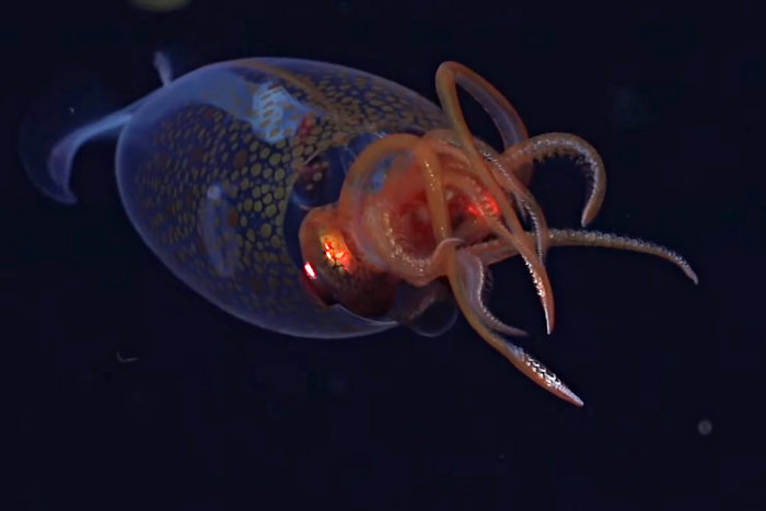 지난 3월 9일(현지 시각) 영국 인근 심해에서 살아있는 '남극 하트 지느러미 오징어'가 발견됐다. 사진=슈미트 오션 유튜브 캡처