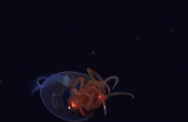 지난 3월 9일(현지 시각) 영국 인근 심해에서 살아있는 '남극 하트 지느러미 오징어'가 발견됐다. 사진=슈미트 오션 유튜브 캡처