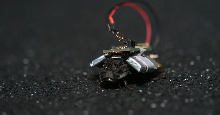 스웜 바이오택틱스가 개발한 장치를 멘 바퀴벌레.사진=60minutes 캡처