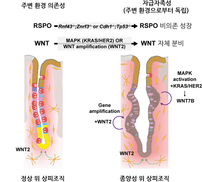 정상 위 조직과 종양성 위 조직에서의 성장 신호 조절 방식의 차이