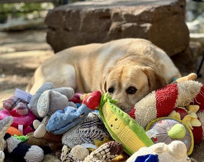 실험에 참여한 5.5세 래브라도 리트리버 '오기'(Augie) / Don Harvey