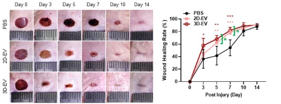 상피 오가노이드 유래 세포 외 소포체의 피부상처 치유 효과. 생리식염수(PBS), 2차원 모델 유래 세포외소포체(2D-EV), 3차원 모델 유래 세포외소포체(3D-EV)를 면역결핍 마우스의 상처 부위에 주입하고 2주
