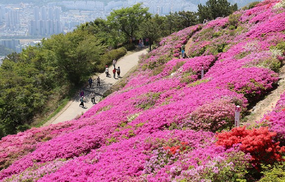 지난달 30일 부산 부산진구 백양산 정상 부근에 조성된 철쭉 군락지를 찾은 시민들이 꽃을 감상하고 있다.[사진=연합뉴스]