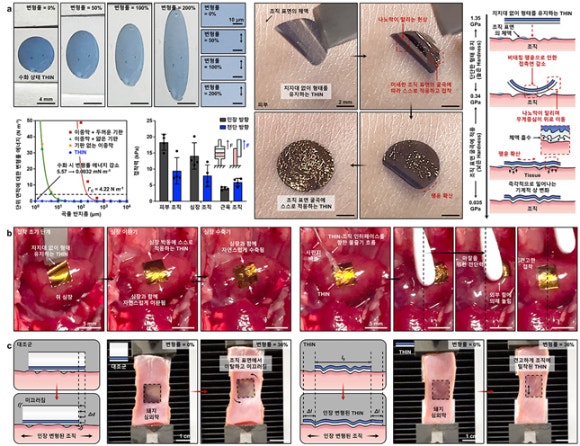 조직에 완전히 밀착하고 견고히 접착되는 THIN의 변형 가능 원리와 특성.[사진=IBS]