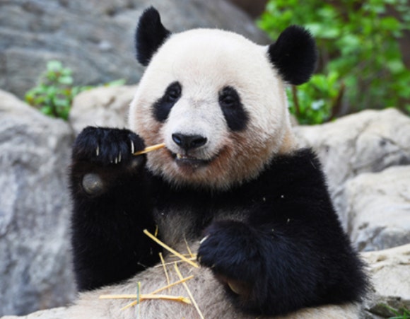 레이레이가 먹이를 먹고 있다.[사진=우에노동물원]