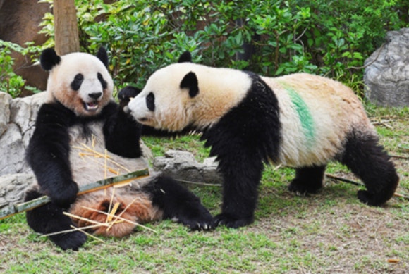 레이레이(왼쪽)와 샤오샤오.[사진=우에노동물원]