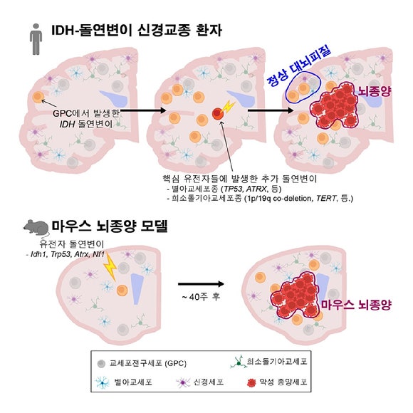 국내 연구팀이 정상 대뇌 피질 교세포전구세포에서 시작되는 IDH 유전자 돌연변이와 추가 유전자 변이에 따른 악성 뇌종양 발생 과정을 규명했다.[사진=KAIST]