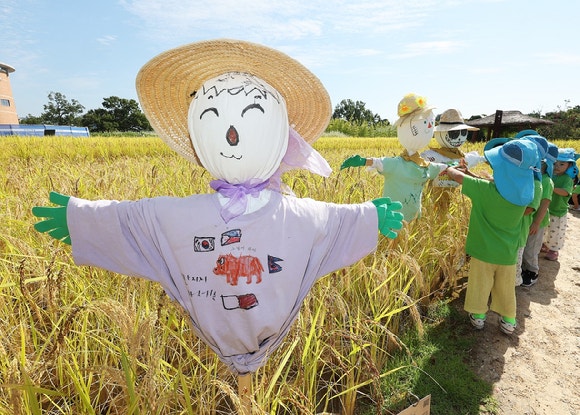 경기도 수원시 권선구 국립농업박물관을 찾은 어린이들이 누렇게 익어가는 벼와 허수아비를 살펴보고 있다.[사진=연합뉴스]