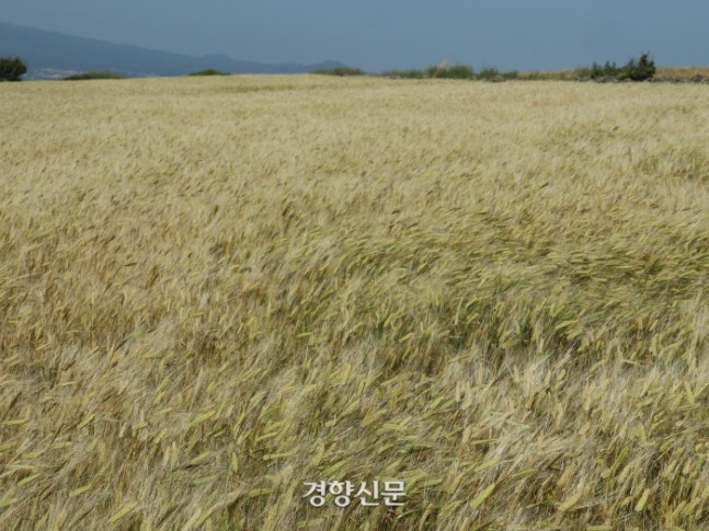 제주초록섬 이미지