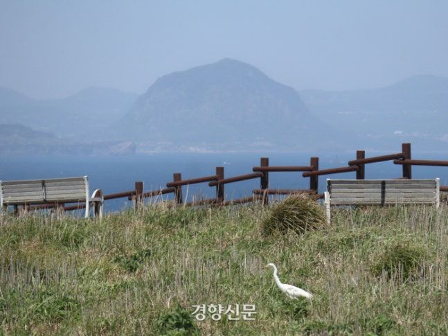 제주초록섬 이미지