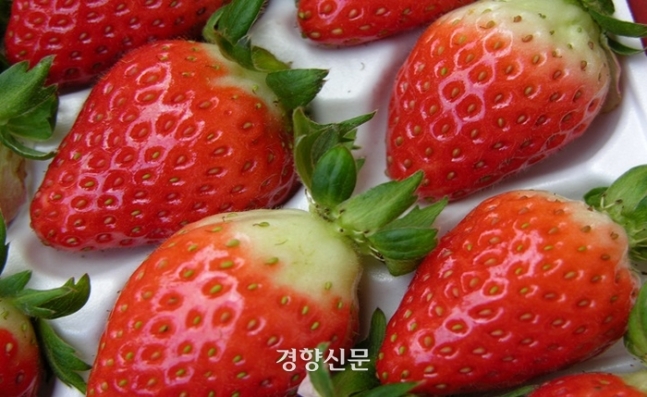 2㎏ 4만원 ‘금 딸기’, 도둑도 극성…전남·경남서 절도 잇따라