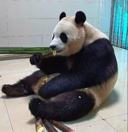 푸바오가 죽순을 먹는 모습. 중국판다보호연구센터 웨이보 캡처