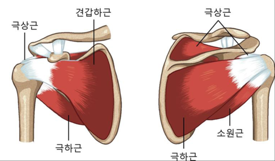 인체의 앞쪽(왼쪽 그림)과 뒷쪽에서 바라본 회전근개 근육들의 명칭. 회전근개를 구성하는 극상근·견갑하근·소원근·극하근은 어깨 관절을 지탱하는 역할을 한다. 강동성심병원 제공