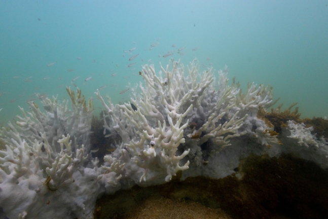 지난달 브라질 연안에서 서식 중인 산호초에서 백화 현상이 발생한 모습.  현지 정부는 백화 현상이 관광과 수산업에 미칠 영향을 우려하고 있다.  로이터연합뉴스