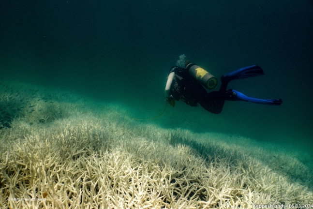 올해 3월 호주 연안의 산호 밀집 수역인 ‘그레이트 배리어 리프’ 모습. 수온 상승으로 인해 산호가 광범위한 백화 현상을 겪고 있다. 로이터연합뉴스