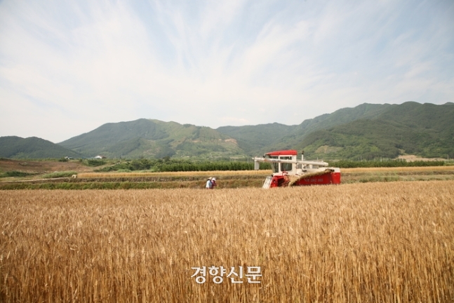 전남 구례군의 한 밀밭. 경향신문 자료사진