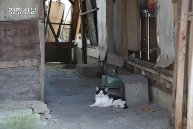 31일 서울 강남구 구룡마을의 빈 집 앞에 고양이가 앉아있다.