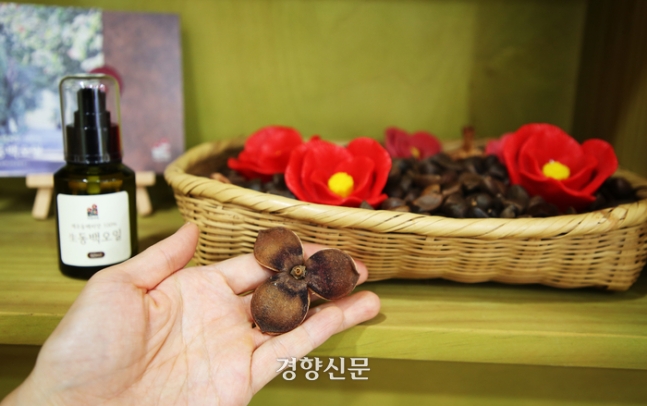 동백나무 열매와 동백기름. 이윤정 기자