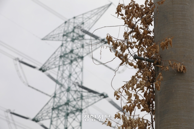 지난 7일 경남 밀양시 고정마을에 설치된 115번 송전탑 앞 전봇대에 나뭇잎이 말라있다.  정효진 기자