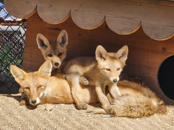 “私たちを保全してください” ソウル大公園が絶滅危機地元動物繁殖に相次いで成功した. 最近生まれた地元狐 5匹の中で 2匹が母と一緒にいる. ソウル大公園提供