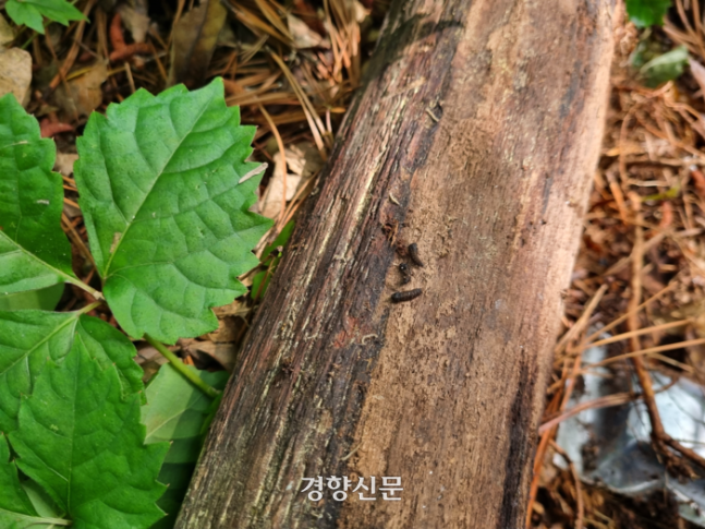 인천 남동구 늘솔길공원에서 지난 9일 ‘러브버그’로 알려진 붉은등우단털파리 유충의 번데기가 무더기로 발견됐다. 사진은 흙 속에 있던 번데기를 나무 위에 옮겨둔 모습. 강한들 기자