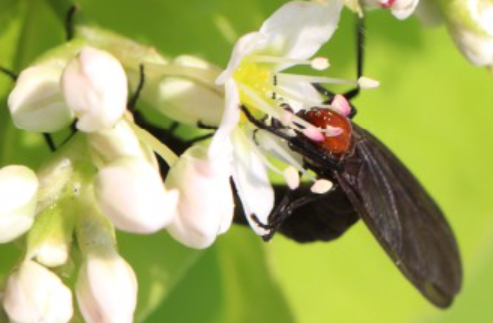 꽃의 꿀을 먹는 붉은등우단털파리의 모습. ‘환경문제 생물 종 특성 연구 5차년도’ 보고서 갈무리