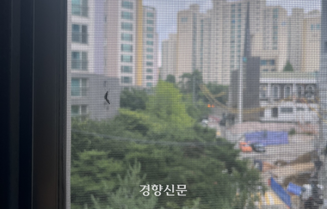 러브버그 한쌍이 서울 마포구 한 건물 창문에 붙어 있다. 민서영 기자