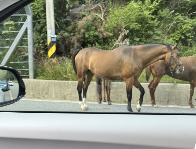 1일 오후 강원 평창 한 도로에서 말들이 도로를 활보하는 소동이 벌어졌다. 연합뉴스
