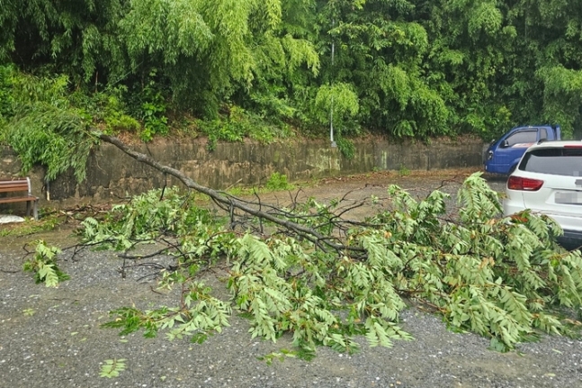 2일 오전 8시 15분쯤 대전 대덕구 읍내동에서 나무 한 그루가 도로 쪽으로 쓰러져 있다. 이날 대전에는 호우주의보가 내려져 있다.