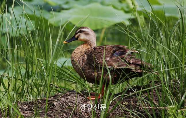 시흥 연꽃테마파크 흰뺨검둥오리. 이윤정 기자