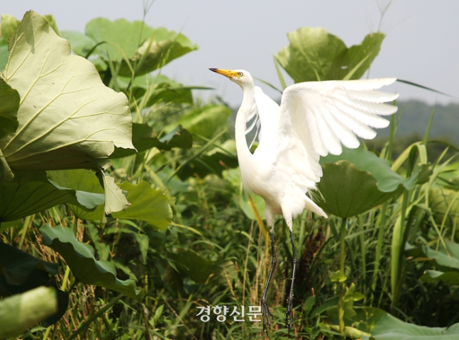 중백로가 연밭 위로 날아오르고 있다. 이윤정 기자