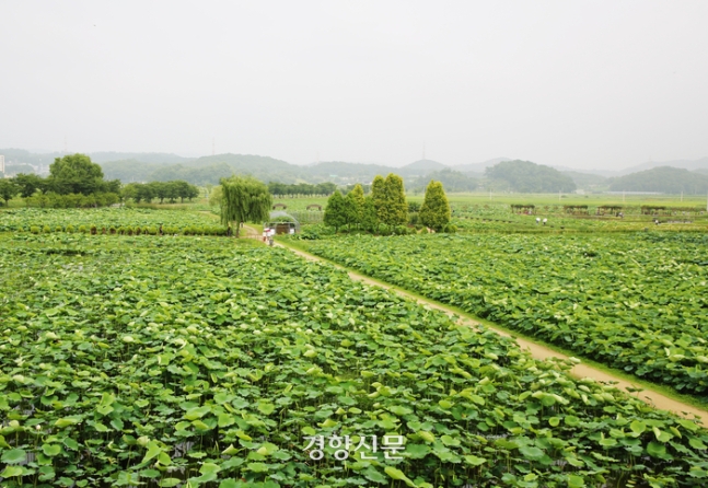 시흥 연꽃테마파크. 이윤정 기자