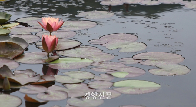 시흥 연꽃테마파크. 이윤정 기자