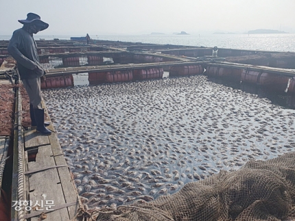 충남 태안군 안면읍 대야도에서 우럭 양식장을 운영하고 있는 한 어민이 지난 27일 폐사한 우럭들을 바라보고 있다.