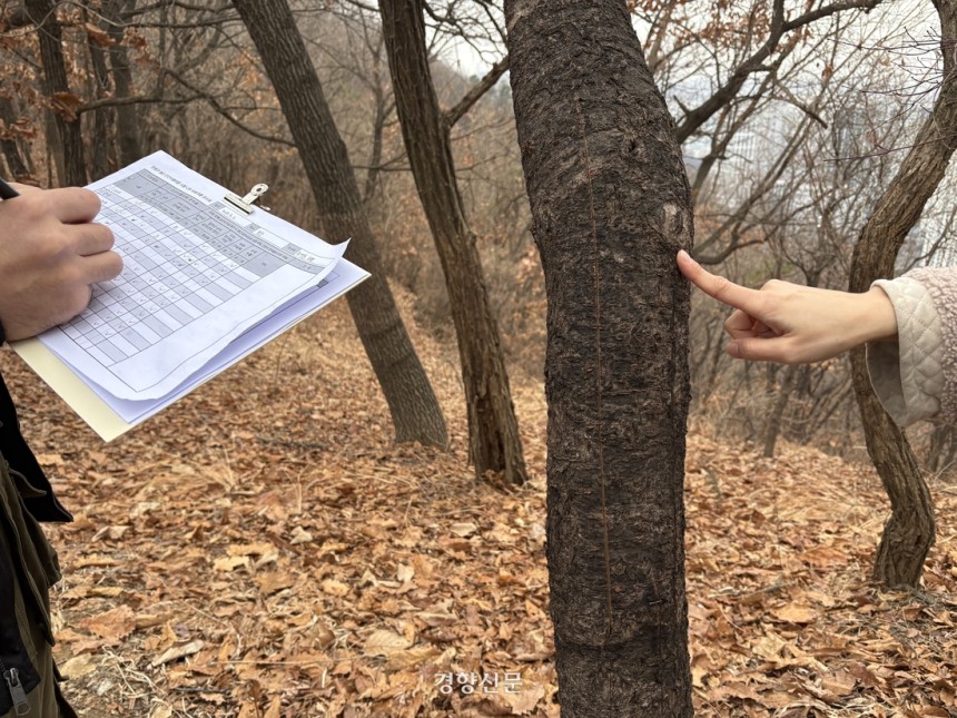 在第二名，公民聚集在首爾Eunpyeong -Gu，正在調查帶有粘卷陷阱的樹木的破壞。有一個鞘可以去除樹柱中間的粘卷陷阱。記者哦，慶-min