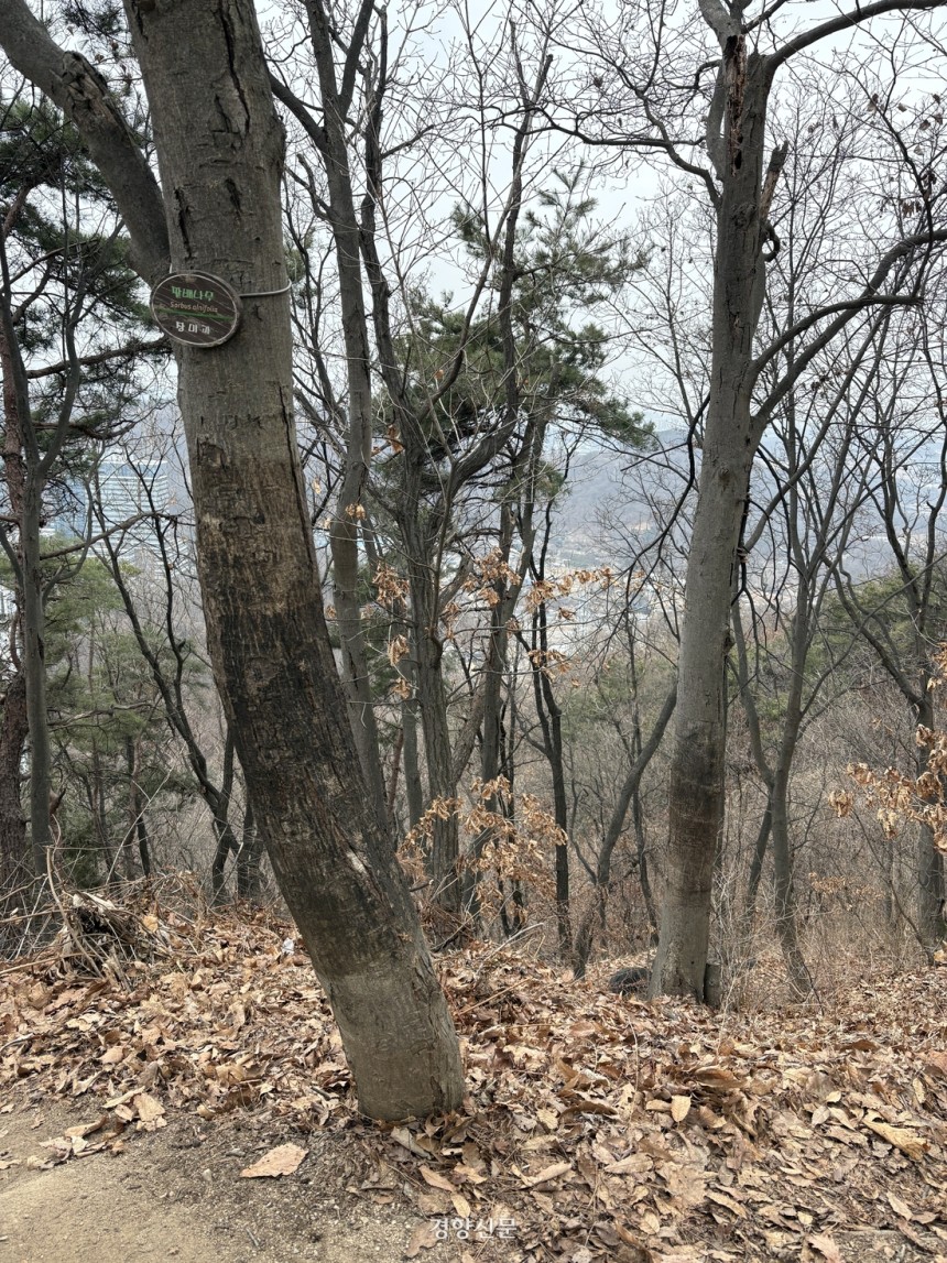 首爾Eunpyeong -Gu的Bongsan Trail附近的樹木。粘卷陷阱受傷的部分異常黑​​暗。記者哦，慶-min