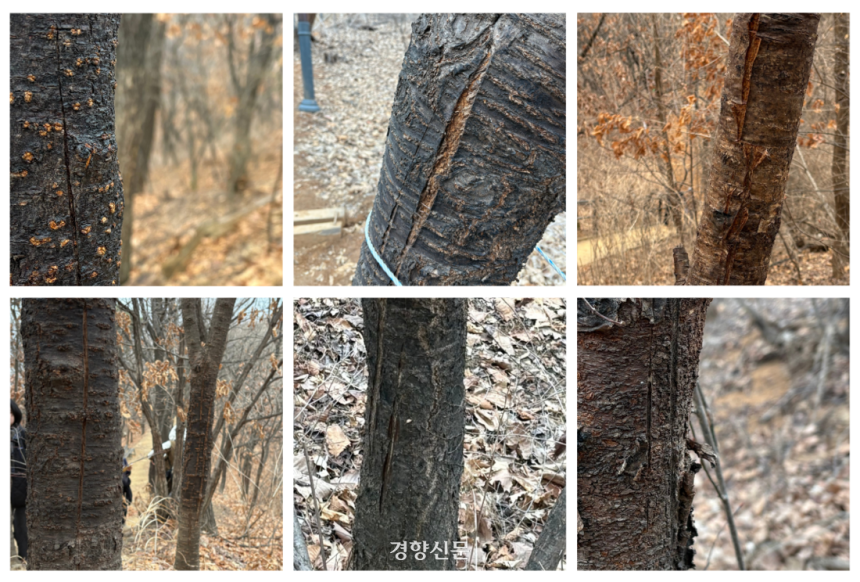 首爾Eunpyeong -Gu的Bongsan Trail附近的樹木被護套受傷，以取下棍棒。記者哦，慶-min