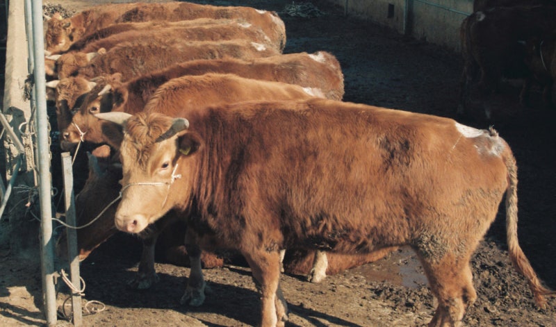 굶어 죽은 한우 63마리…“주인님 왜 그랬어요?”