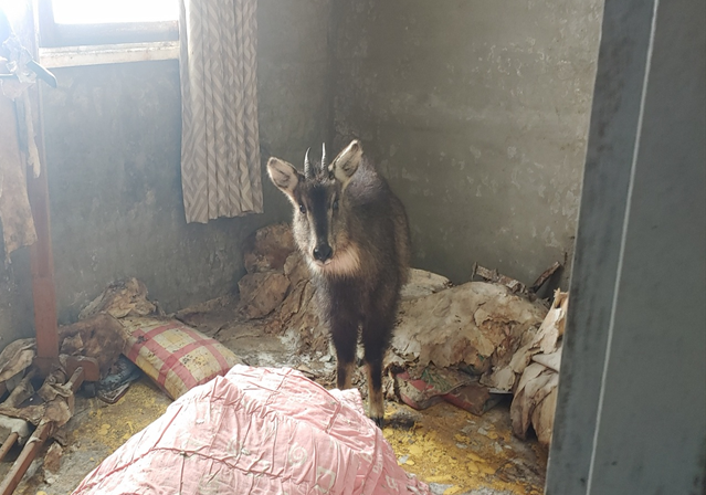 2년 전 겨울 폐가에서 구조된 산양.환경부 국립공원공단 제공
