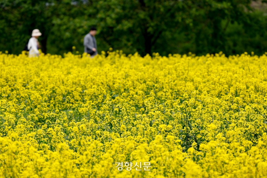 11일 경기 구리시 한강공원 일대에서 열린 유채꽃축제에서 시민들이 봄을 만끽하고 있다.문재원 기자