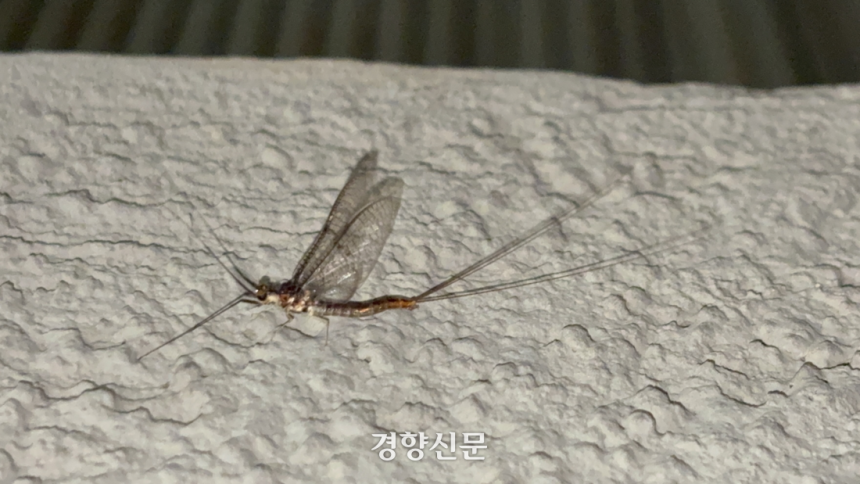 지난달 30일 서울 성수동 인근 흰색 벽에 동양하루살이 성충이 붙어있다. 오경민 기자