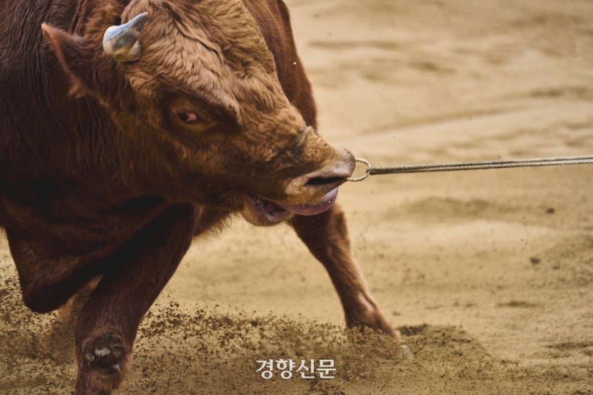 청도 소싸움경기장에서 열린 소 힘겨루기 대회에서 소가 살코줄을 당기는 조교사에게 저항하고 있다. 동물해방물결·동물을위한마지막희망(LCA) 제공