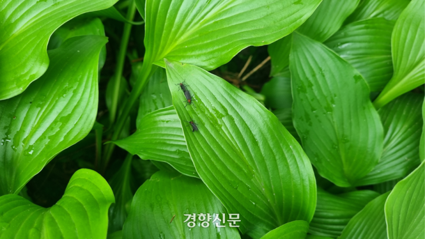 지난 25일 서울 양천구 한 아파트 단지 화단에 붉은등우단털파리(러브버그) 3마리가 잎 위에 앉아 있다. 강한들 기자