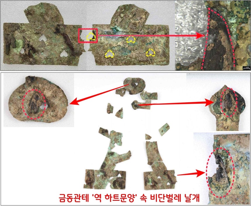 처음엔 금동관 곳곳에 뚫어놓은 ‘역 하트 모양’의 구멍에 흙이 붙어있는 줄 알았다. 그러나 보존처리 도중 이것이 비단벌레 날개임을 확인했다. 비단벌레 날개장식은 13곳에서 15장이 수착(흡착과 흡수가 동시에 진행된 