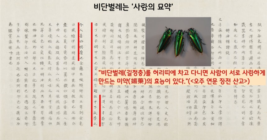 이규경의 &lt;오주 연문 장전 산고&gt;는 “비단벌레를 허리띠에 둘러차고 다니면 서로 사랑하게 만드는 미약(媚藥)의 효능이 있다”고 했다. ‘비단벌레=사랑의 묘약’으로 여긴 것이다.
