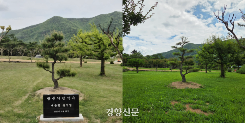 유네스코 세계문화유산인 경북 안동시 풍천면 병산서원 입구에 윤석열 전 대통령 방문을 기념하며 심은 소나무 앞에 기념비석(왼쪽, 독자제공)이 있는 모습과 1일 소나무 앞에 비석이 사라진 모습. 김현수 기자