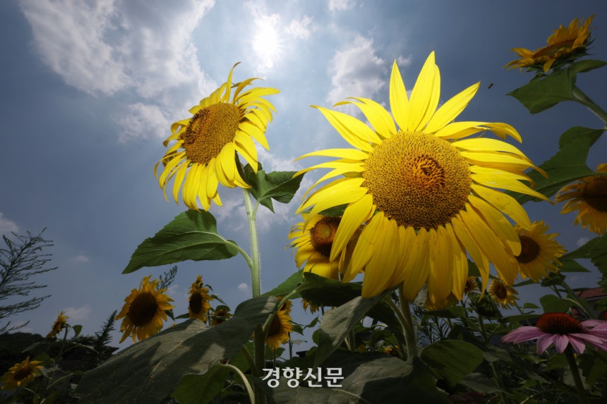서울 기온이 기상관측 이후 7월 최고치를 기록한 8일 경기 파주시 법원읍 가야4리 해바라기 꽃밭에 해가 내리쬐고 있다. 2025.07.08 한수빈 기자